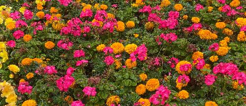 firs garden flower bed stratford upon avon