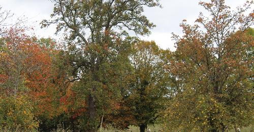 Stratford-on-Avon District Council's Cabinet approves funding for Heart of England Forest initiatives.