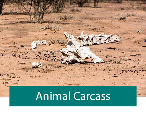 Fly Tip Waste Type - Animal Carcass